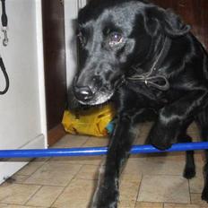 Blanding af racer Pjuske<3