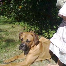 Blanding af racer Cocobella