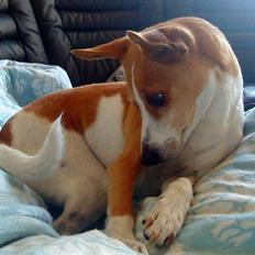 Dansk svensk gaardhund Rosa R.I.P :'(