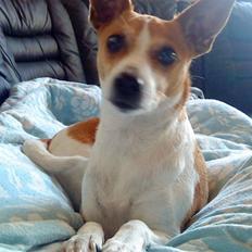 Dansk svensk gaardhund Rosa R.I.P :'(