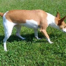 Dansk svensk gaardhund Rosa R.I.P :'(