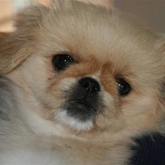 Pekingeser Fie