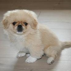 Pekingeser Fie