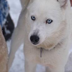 Siberian husky Tori