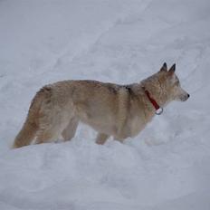 Siberian husky Nay-La-Chee´s Troyka Bela