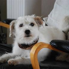 Blanding af racer jack Død d.18/12-10 :´(
