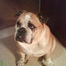 Engelsk bulldog Møffe