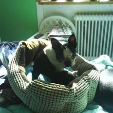 Boston terrier SOFIE