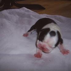 Boston terrier SOFIE