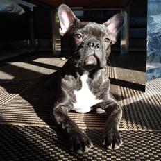 Fransk bulldog Shorty