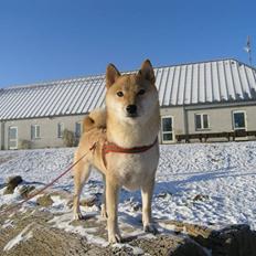 Shiba Shinju