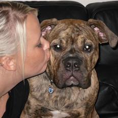 Olde english bulldogge Eddie