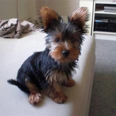 Yorkshire terrier Bimse SilverStar