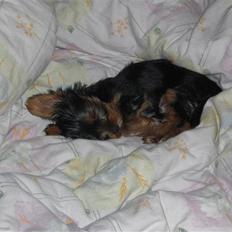 Yorkshire terrier Bimse SilverStar