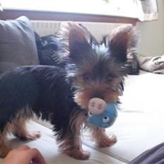 Yorkshire terrier Bimse SilverStar