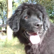 Newfoundlænder Freja