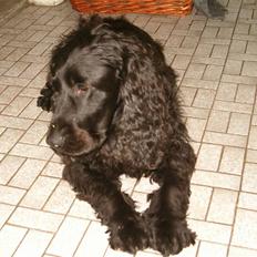 Cocker spaniel emil