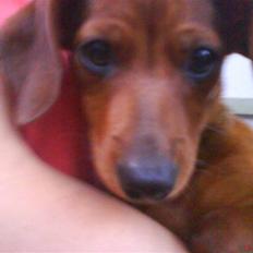 Blanding af racer Liwa