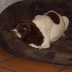Field Trial spaniel Molly