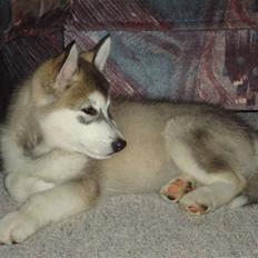 Alaskan malamute Silver