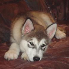 Alaskan malamute Silver