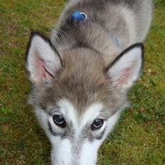 Alaskan malamute Silver
