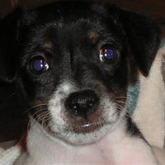 Dansk svensk gaardhund bella