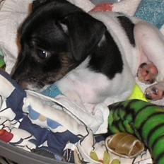 Dansk svensk gaardhund bella