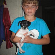 Dansk svensk gaardhund bella