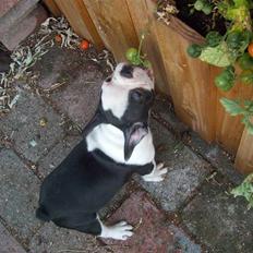 Fransk bulldog Bodil