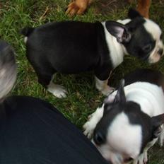 Fransk bulldog Bodil