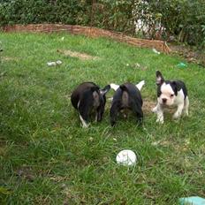 Fransk bulldog Bodil