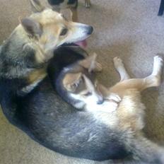 Blanding af racer Freja