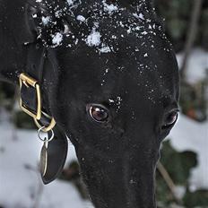 Greyhound Money *2010*