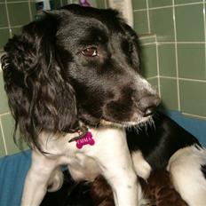 Engelsk springer spaniel emma