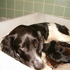 Engelsk springer spaniel emma