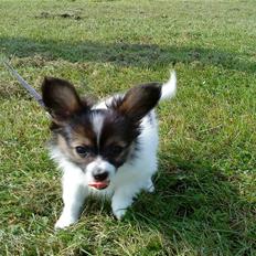 Papillon Chico