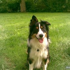 Border collie Solfari's Liam
