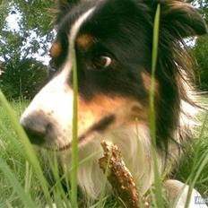 Border collie Solfari's Liam