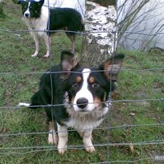 Border collie Solfari's Liam
