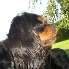 Cavalier king charles spaniel Maggie