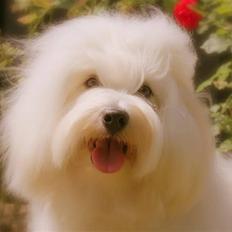Coton de tulear Monique