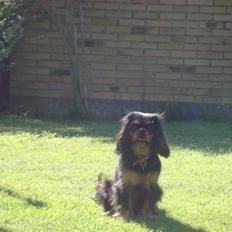 Cavalier king charles spaniel Maggie
