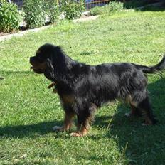 Cavalier king charles spaniel Maggie