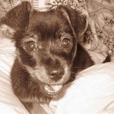 Blanding af racer Fifi