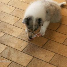 Collie langhåret Bonnie las