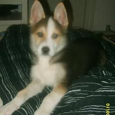 Blanding af racer Hero *udtales dansk* 