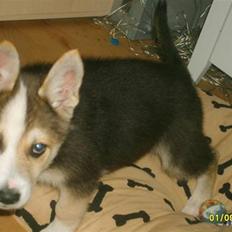 Blanding af racer Hero *udtales dansk* 