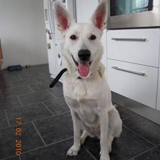Hvid schæfer Nala
