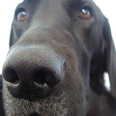Labrador retriever Santos